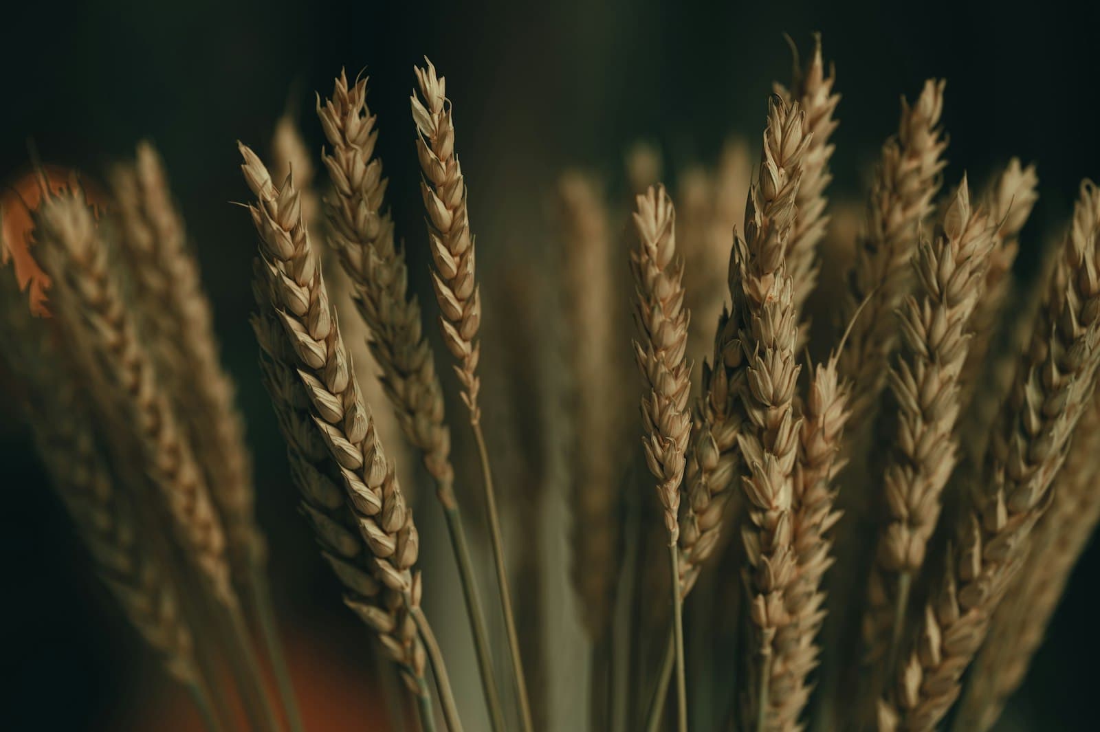 Golden wheat backlit at sunset — faithfulness and harvest