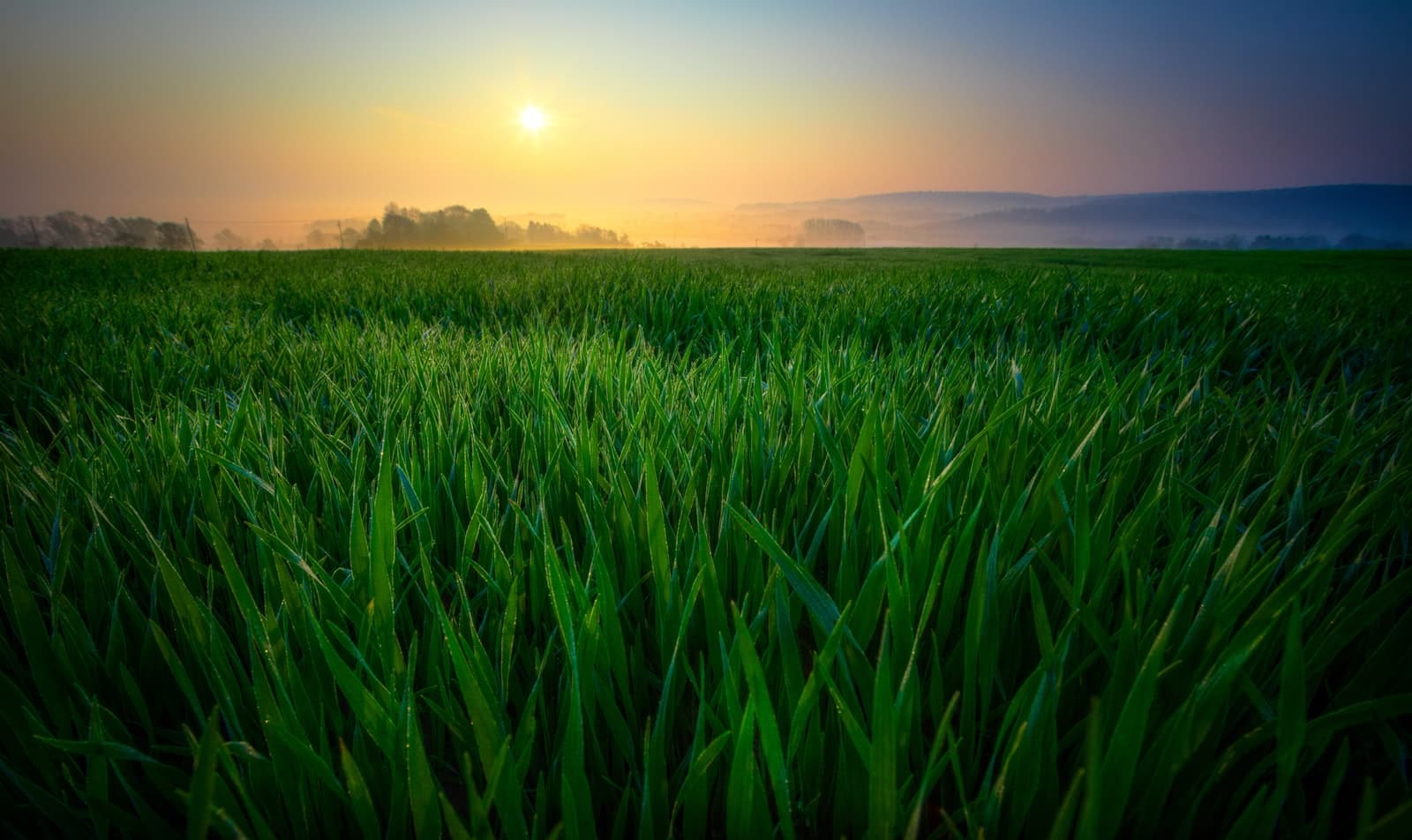 Cultivated green fields from above — swords into plowshares, peace