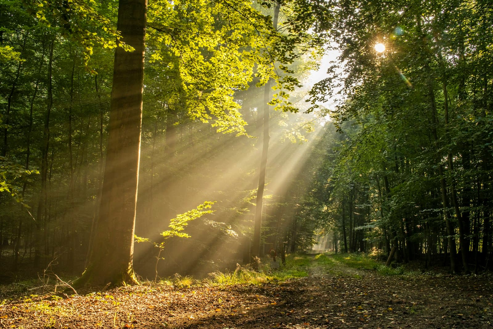 Sunbeams falling across a forest path — the way of wisdom