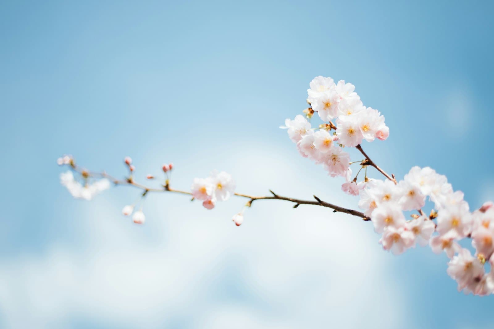 A blossom branch against clear blue sky — love and longing